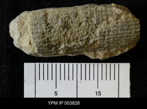 Kionoceras bellatulum
