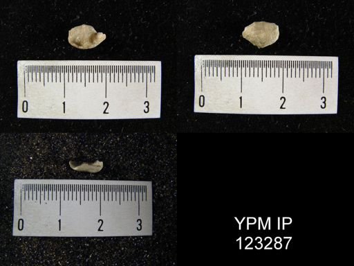Strophonella sp.