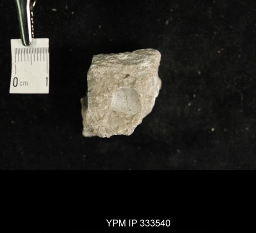 Plectambonites schmidti