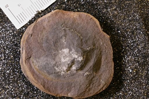 Euproops danae