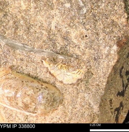 undet. Bivalvia