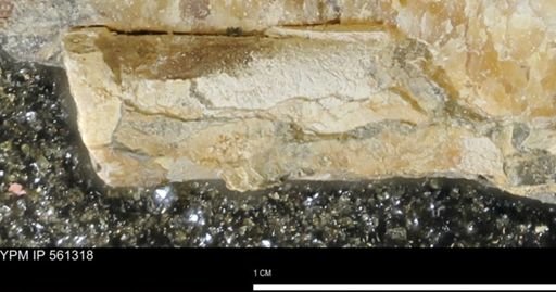 Baculites sp.