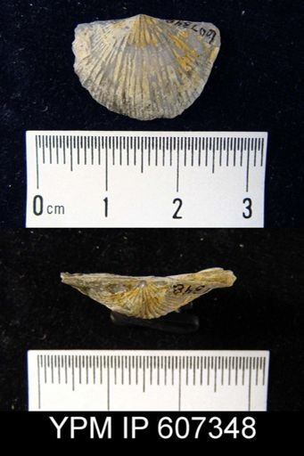 Tropidoleptus sp.