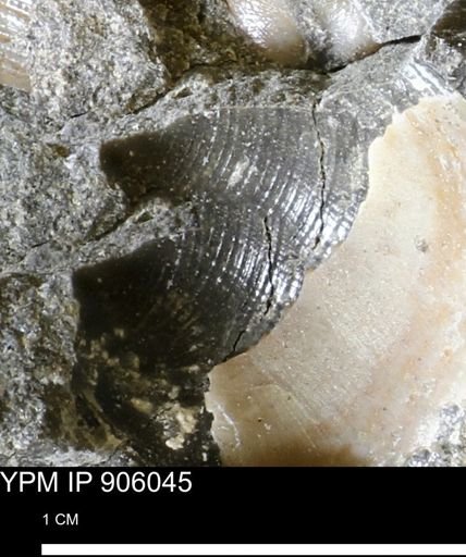 Limopsis striatopunctatus
