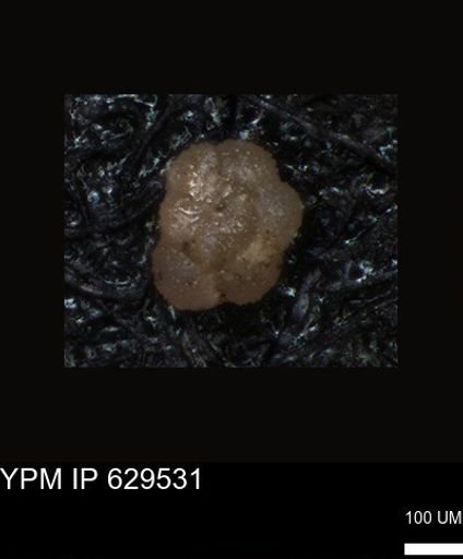 undet. Foraminiferida