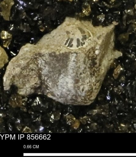 Euspira sp.