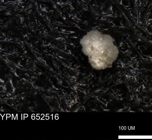 undet. Foraminiferida
