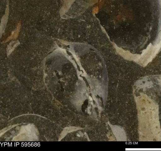 Protocardia sp.