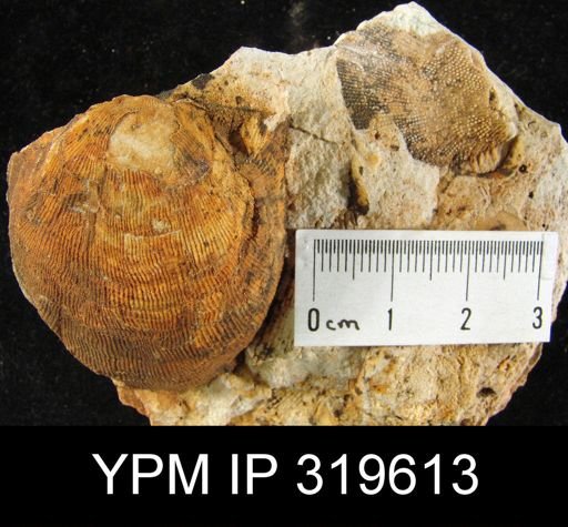 Productus ovatus