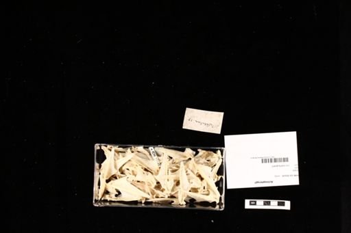 Actinopterygii