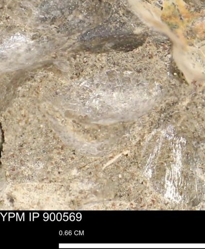 Anomia gryphorhyncha