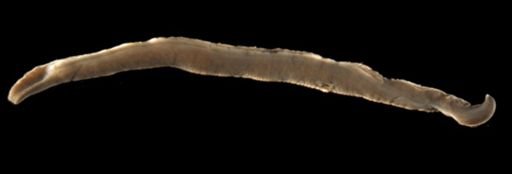 Dolichoplana