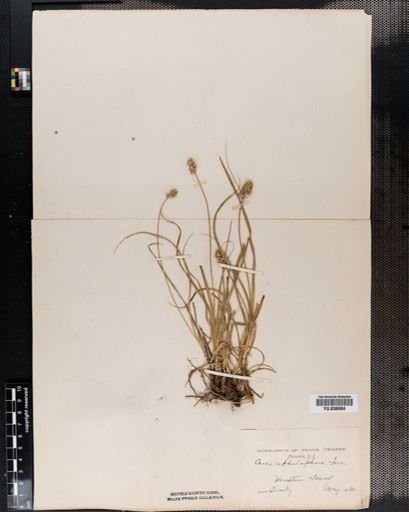 Carex cephalophora