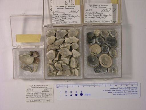 Amia uintaensis