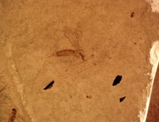 undet. Tipulidae