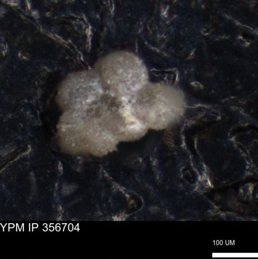 undet. Foraminiferida