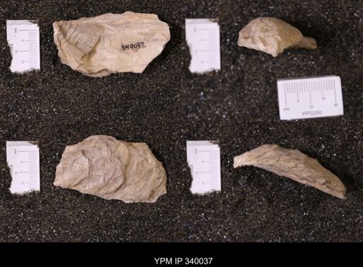 Ostrea glabra wyomingensis