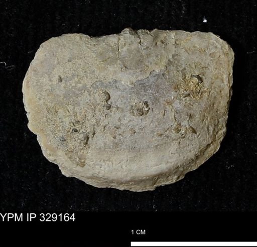 Pholidostrophia iowaensis