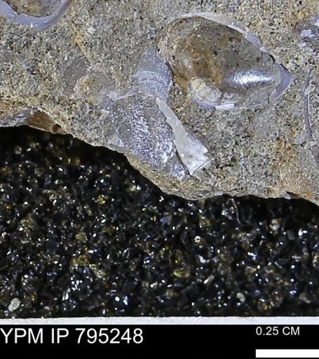 undet. Bivalvia