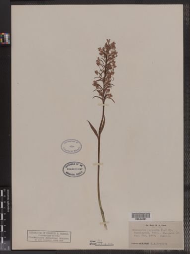 Habenaria psycodes