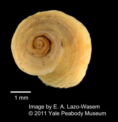 Peasiella isseli