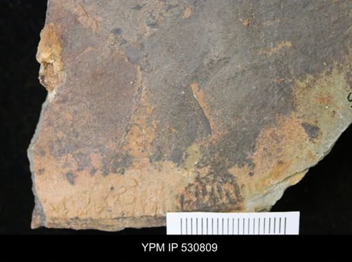 undet. Arthropoda