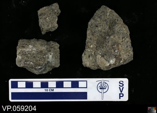Vertebrata