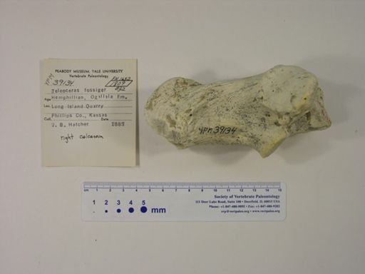 Teleoceras fossiger