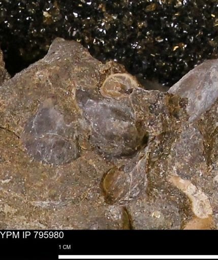 undet. Mollusca