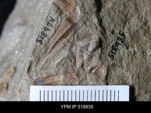 Calymenidae?
