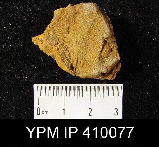 Schuchertella sp.