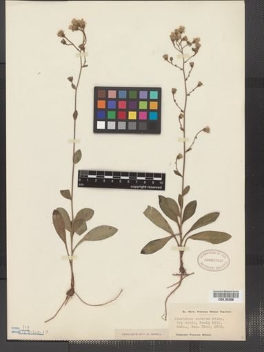 Hieracium scabrum