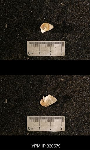 Cyrtolites?