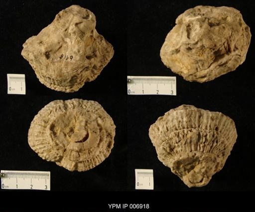 Sphaerulites angeiodes