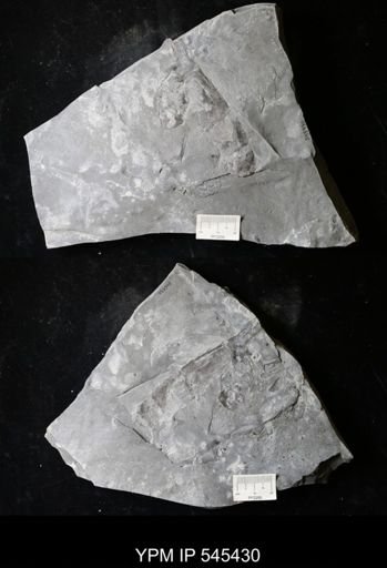 undet. Eurypterida