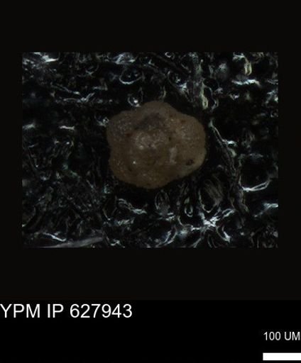 undet. Foraminiferida