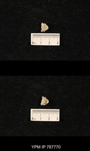 Brachiopoda