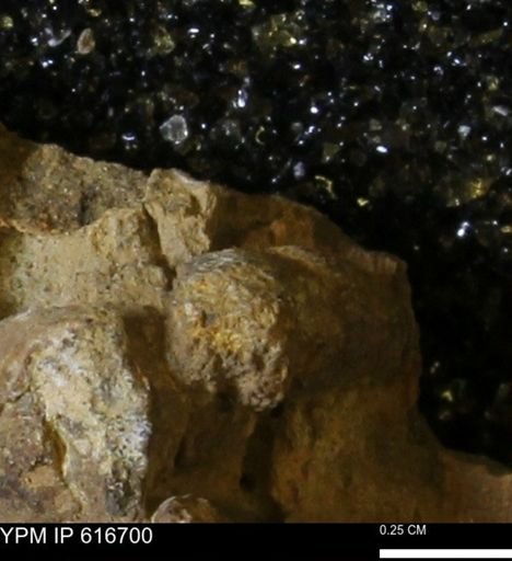 Teredo sp.