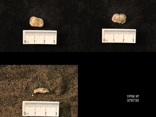 Marginifera wabashensis