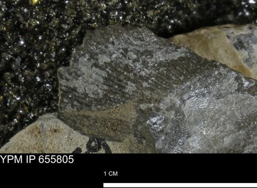 Oxytoma (Hypoxytoma) nebrascana