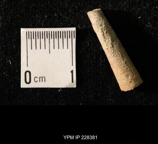 Pseudorthoceras knoxense