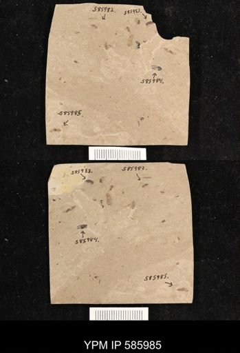 undet. Hemiptera