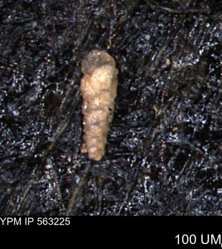 Verneuilinoides hectori