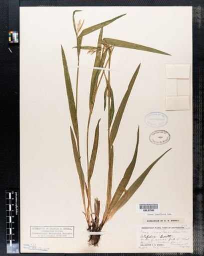 Carex laxiflora