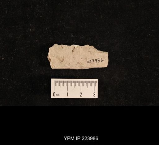 Dichentomum tinctum