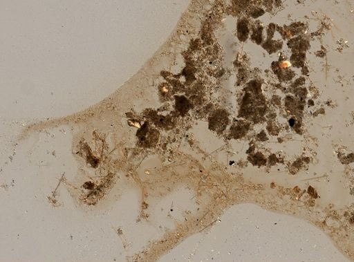 Halichondria panicea