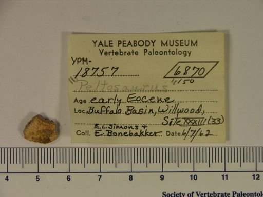 Peltosaurus sp.