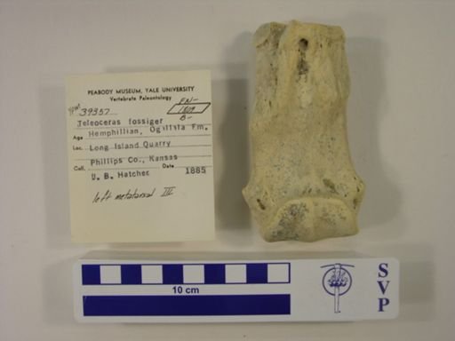 Teleoceras fossiger