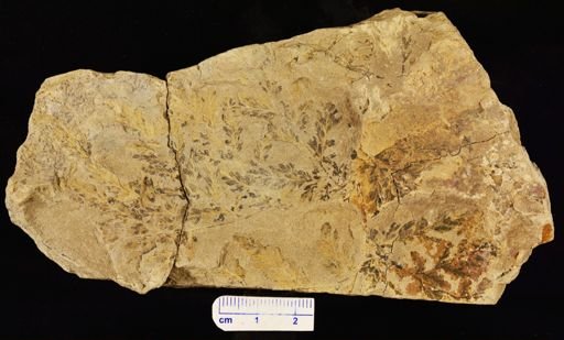 Thyrsopteris rhombifolia