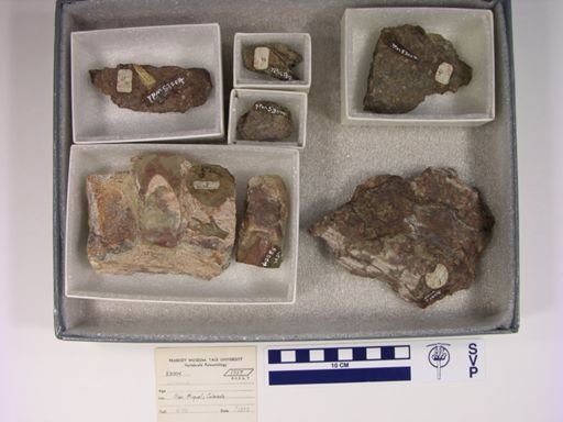 Phytosauria